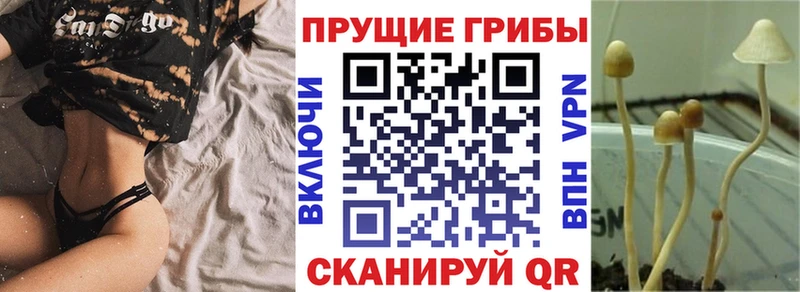 Псилоцибиновые грибы Psilocybine cubensis  где продают   Владикавказ 